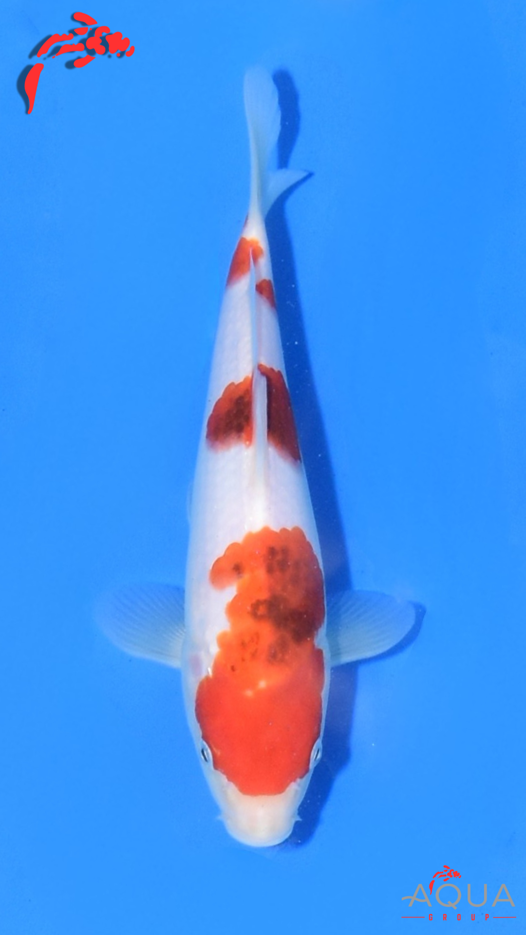 Goromo - Matsue - Jumbo Tosai - #02