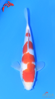 Goromo - Matsue - Jumbo Tosai - #03