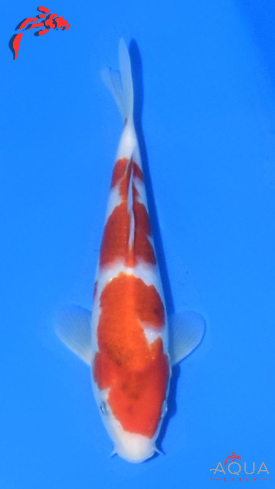 Goromo - Matsue - Jumbo Tosai - #04