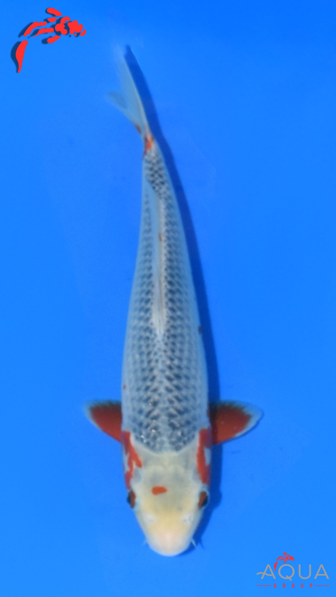 Asagi - Ogata - Jumbo Tosai - #01