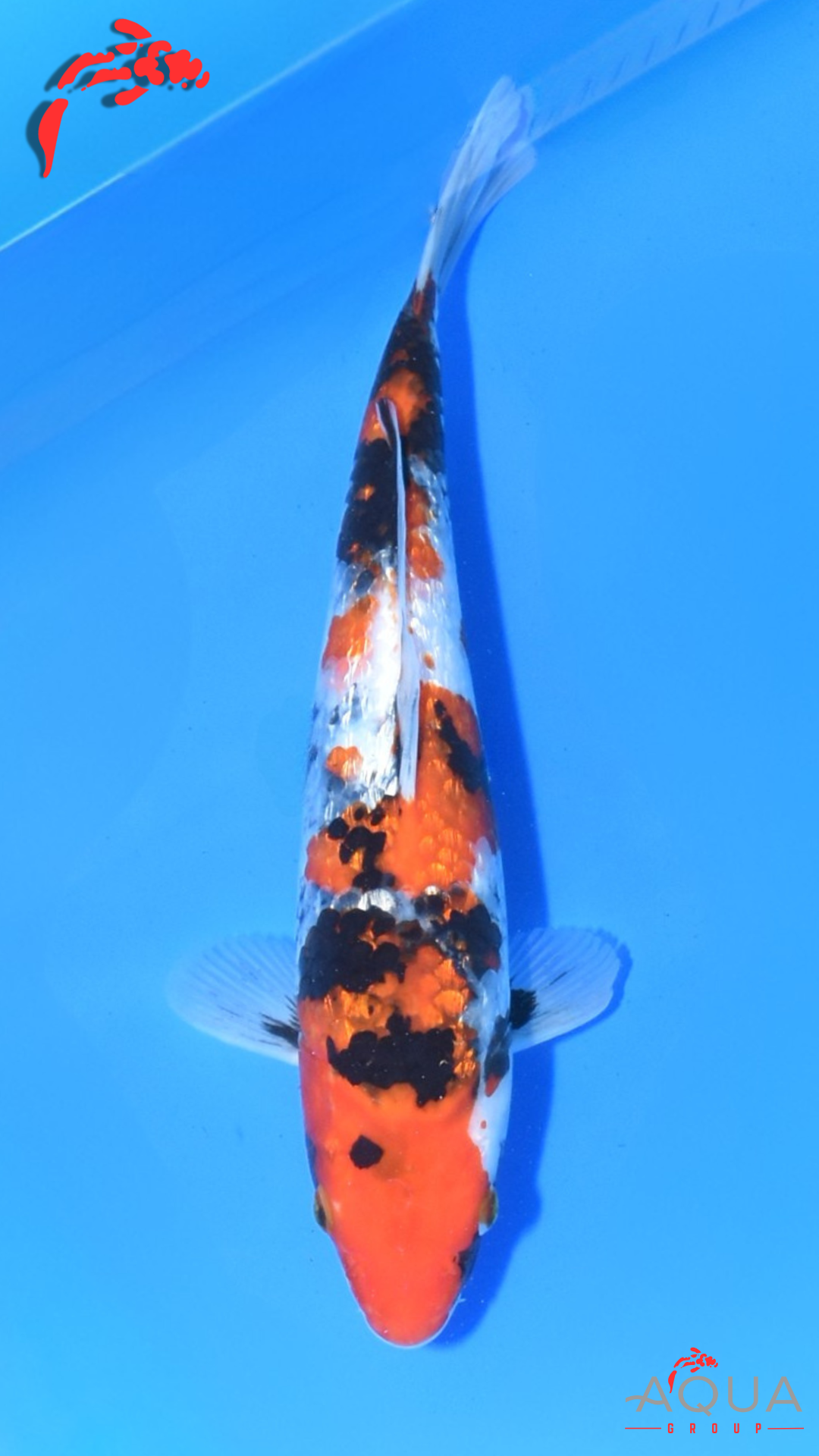 Showa - Ogata - Jumbo Tosai - #01