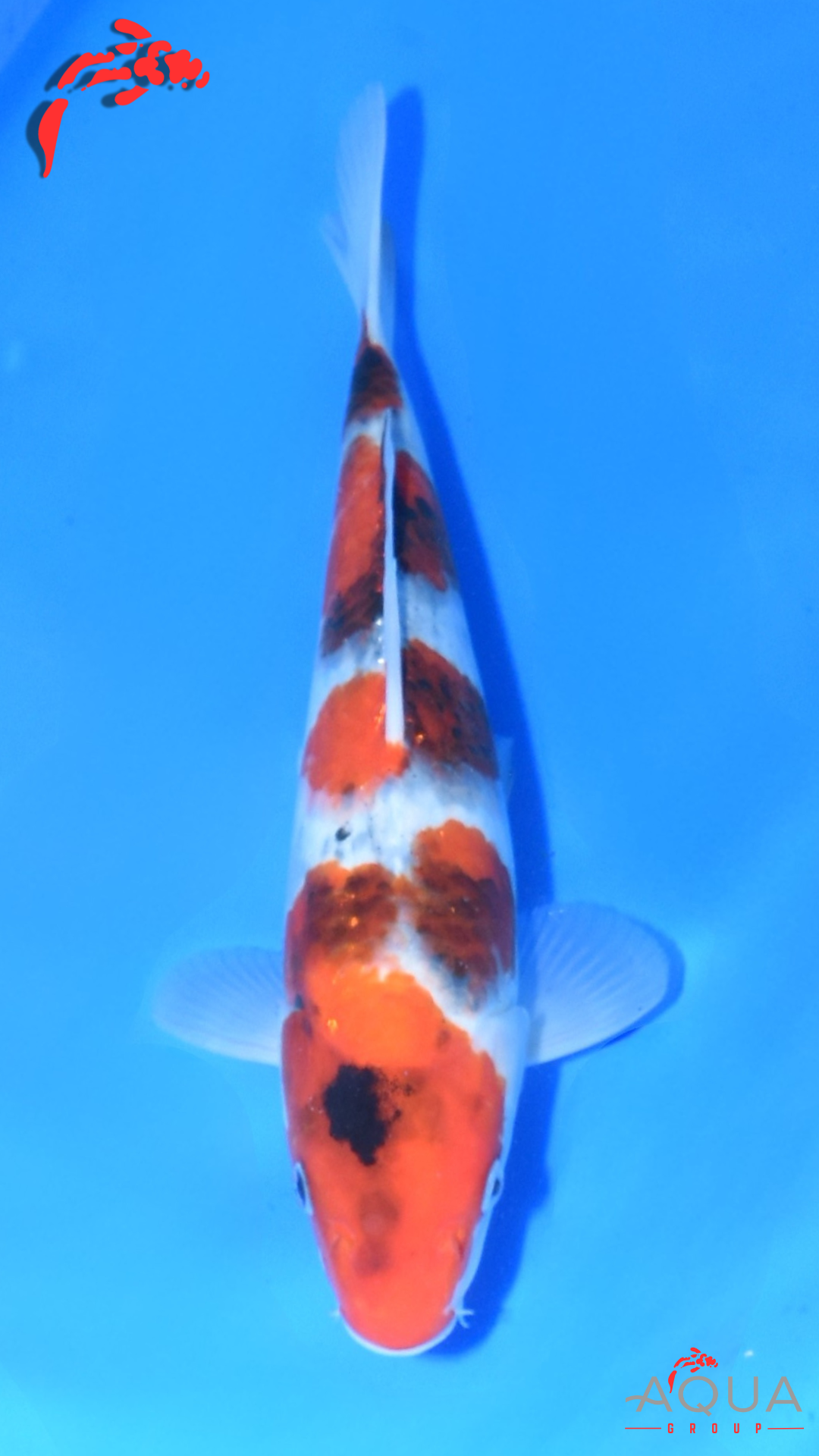 Showa - Ogata - Jumbo Tosai - #04