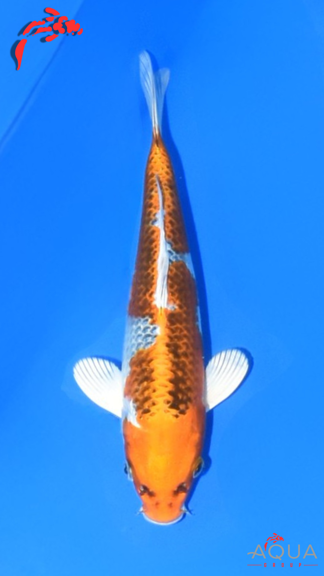 Mixed - Kujaku - Omosako - Tosai