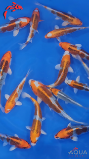 Mixed - Kujaku - Omosako - Tosai