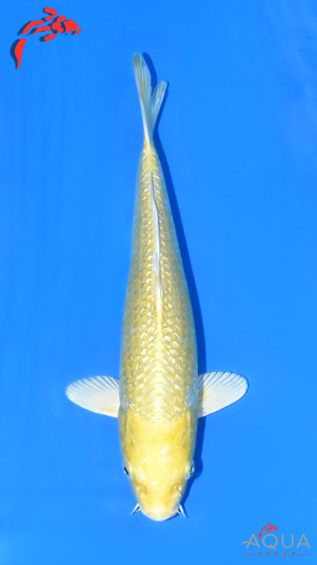 HQ Mixed - Gin Rin Yamabuki Ogon - Beppu - Tosai