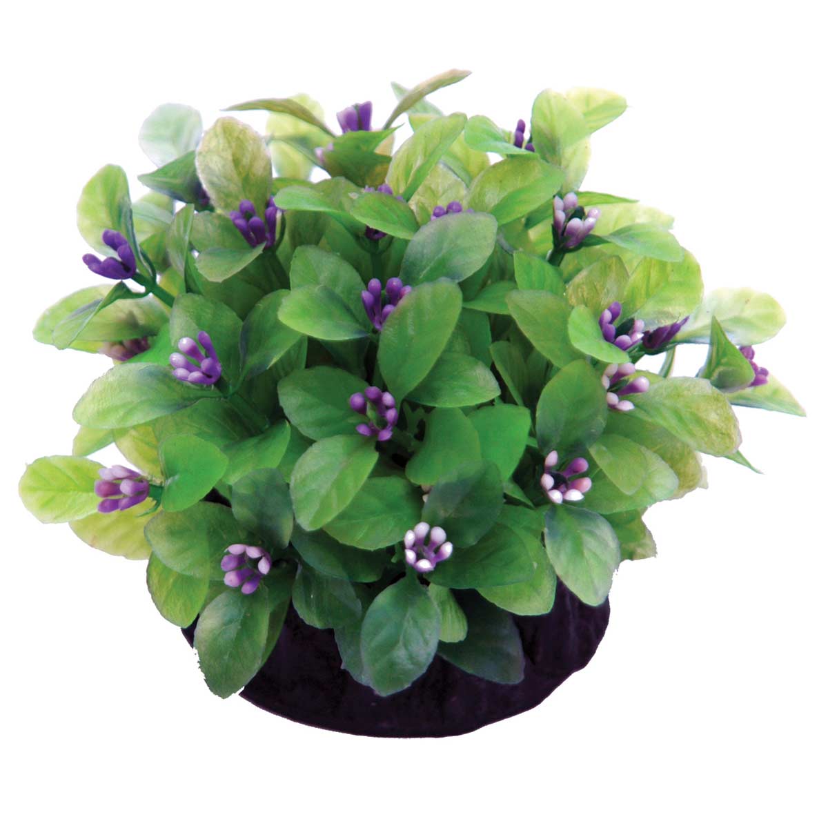 Hugo Kamishi Ludwigia Green 3" - Ornamental Aquarium Plant