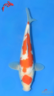 Kohaku - Maruchiku - Tosai - #25