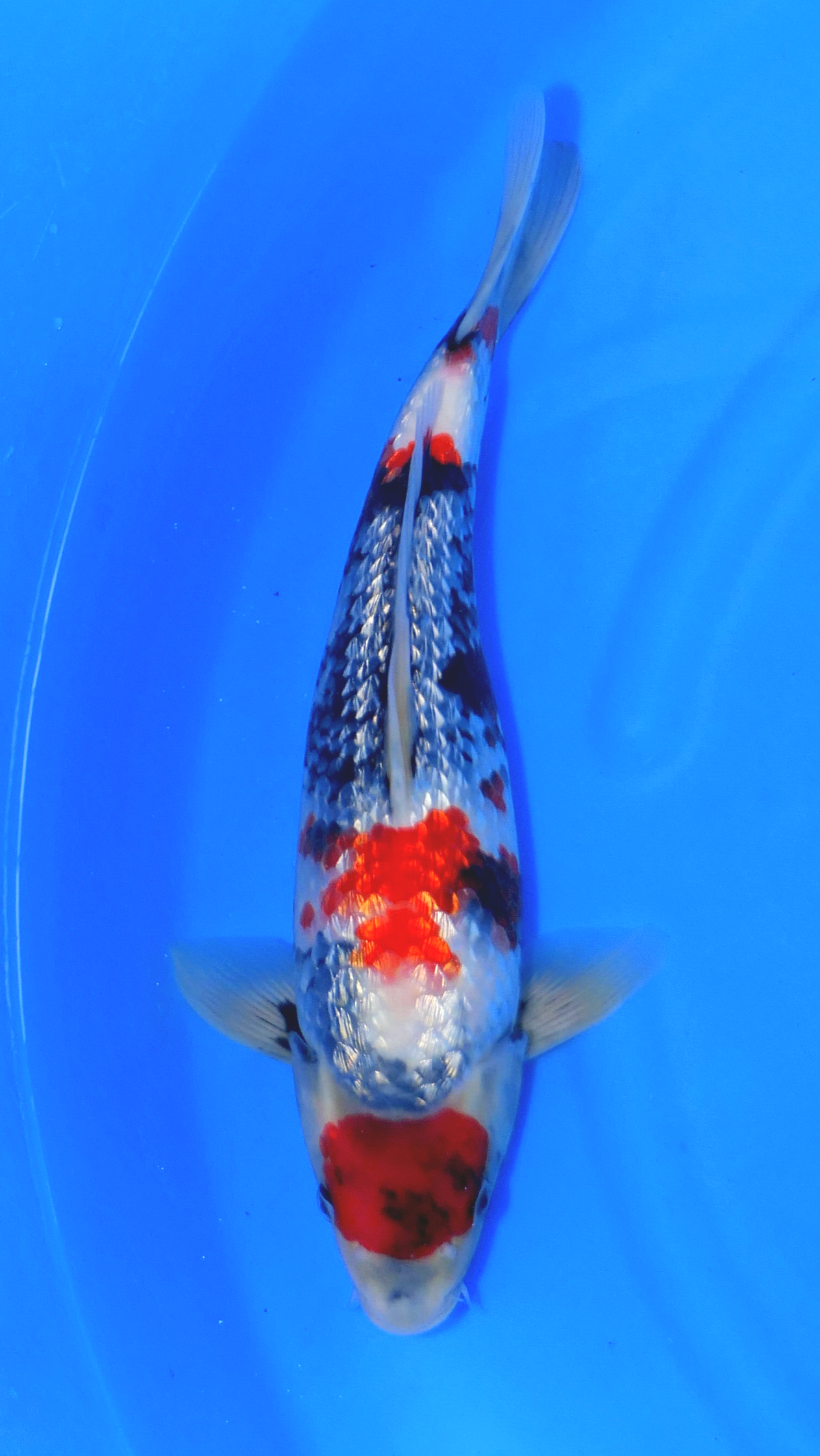 Gin Rin Showa - Okawa - Tosai