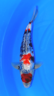 Gin Rin Showa - Okawa - Tosai