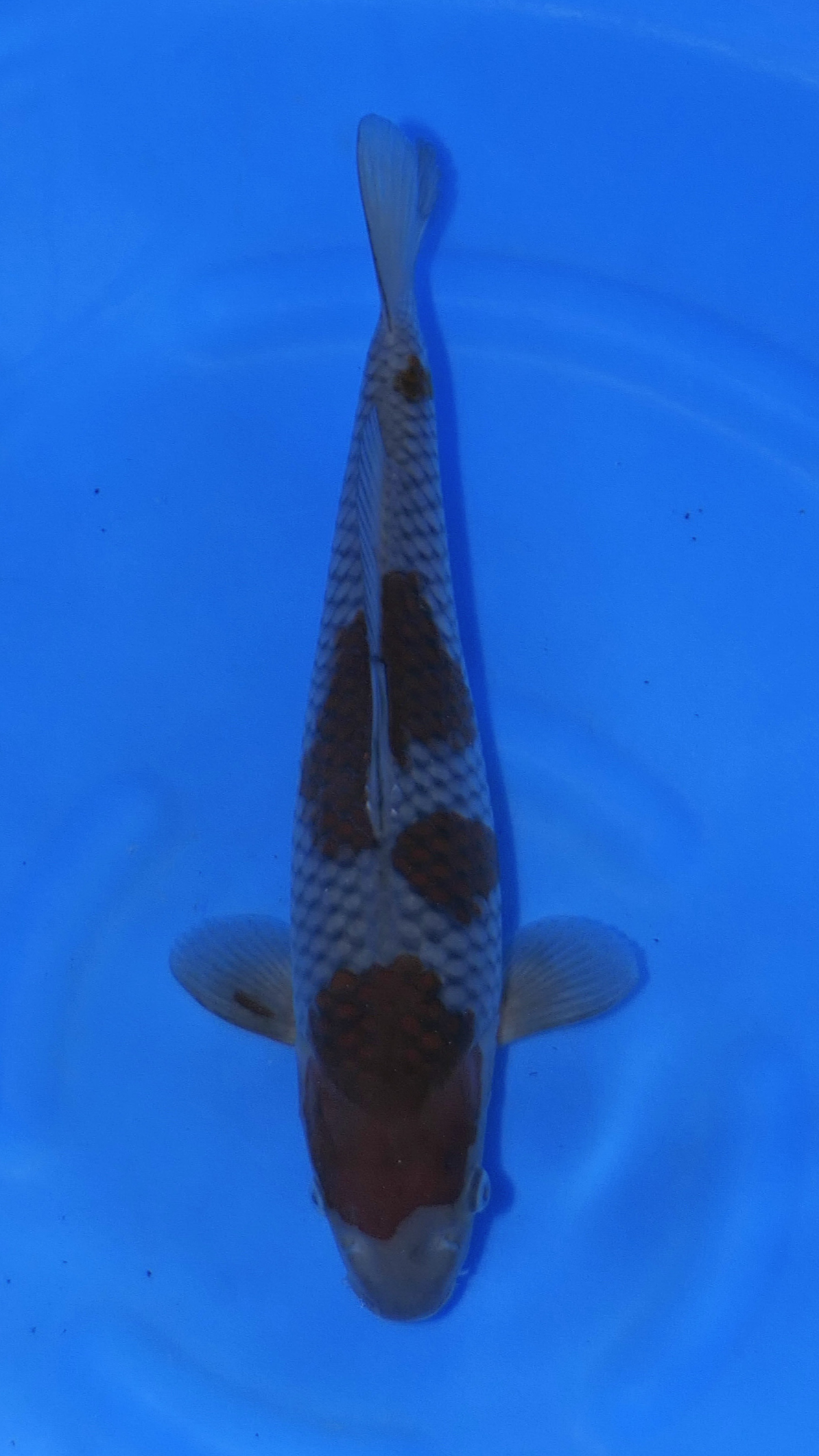 Ochiba - Okawa - Tosai