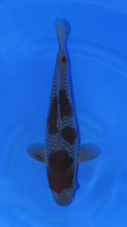 Ochiba - Okawa - Tosai