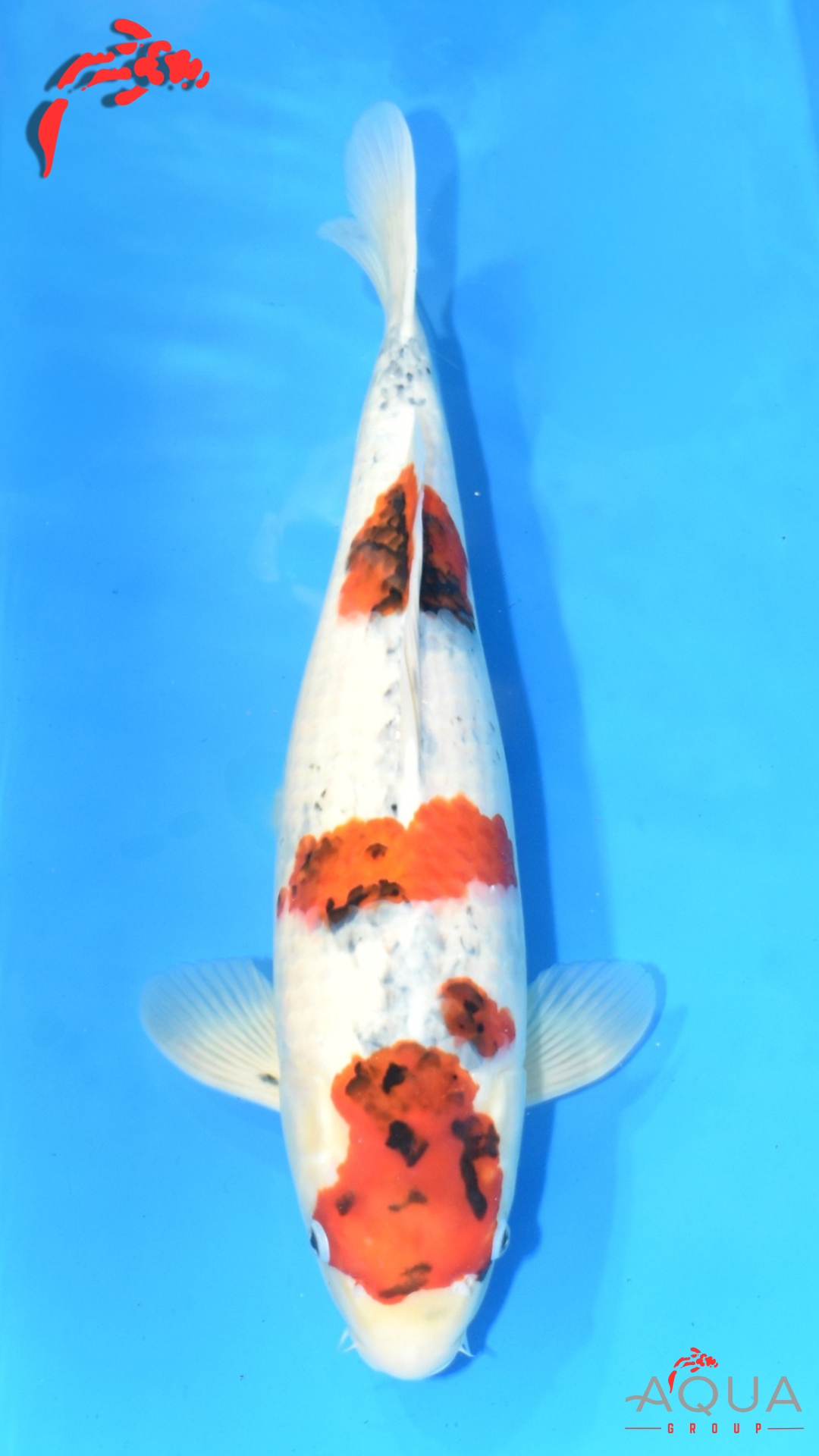 Showa - Okawa - Nisai #01