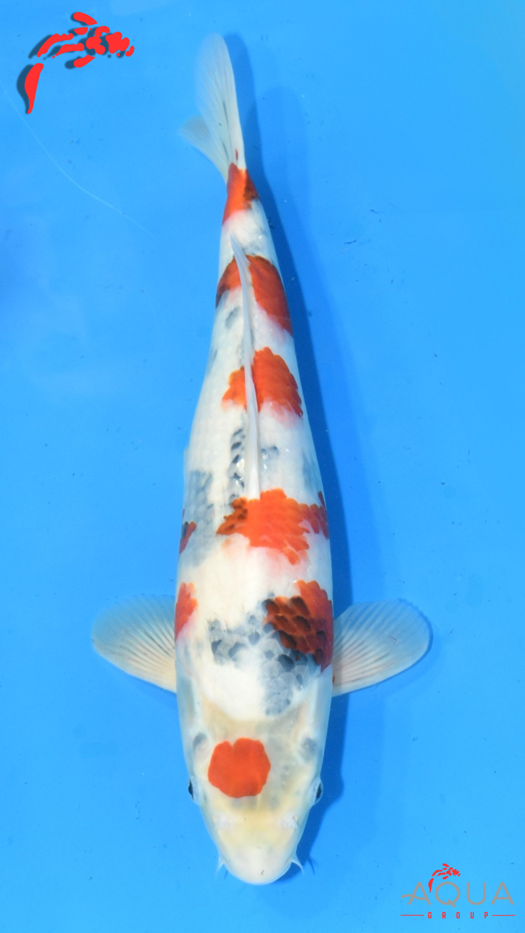 Showa - Okawa - Nisai #02