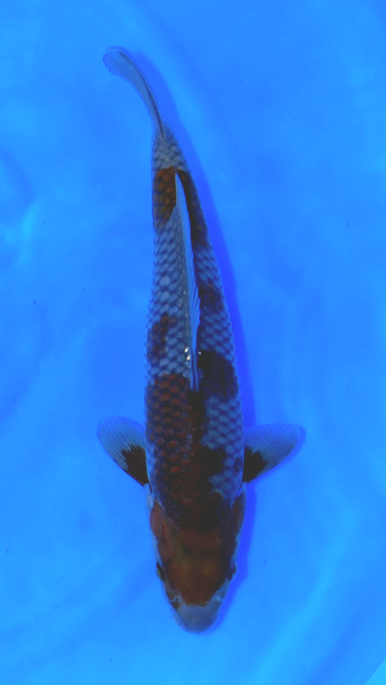 Ochiba - Okawa - Tosai