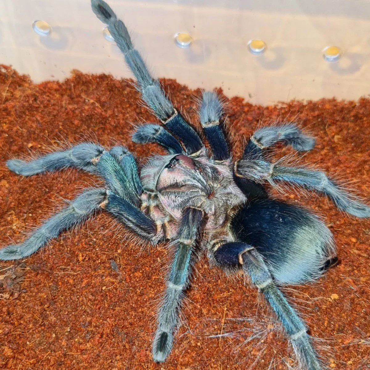 Phormictopus sp. "Green/Gold" - Sling