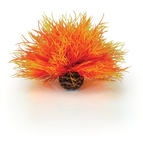 biOrb Plants & Decor Aquatic sea lily flame (46085)