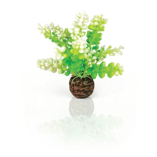 biOrb Plants & Decor Aquatic Caulerpa green (46090)