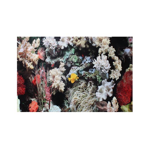 Marine Reef & Coral 18" - Aquarium Background Poster