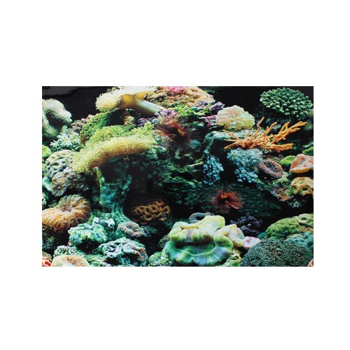 Marine Reef & Coral 18" - Aquarium Background Poster