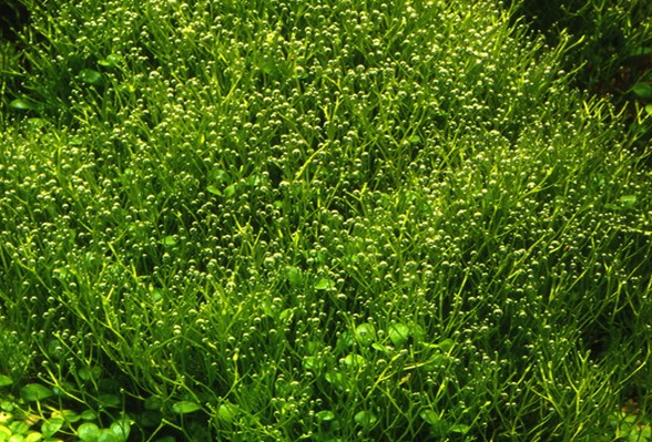 Tropica 1-2 Grow Riccia Fluitans Live Aquarium Plants