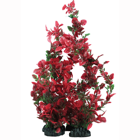 Hugo Kamishi Rose Leaf Green & Red 20cm - Aquarium Plant