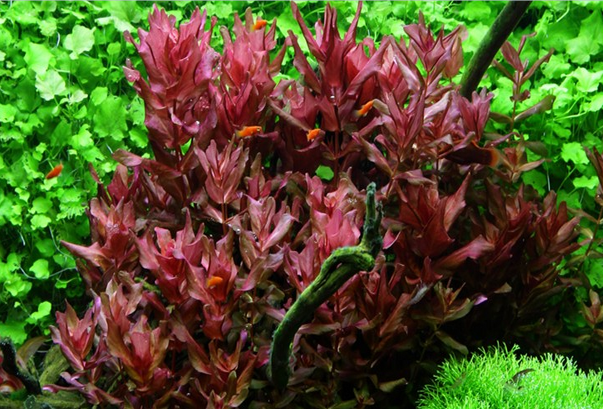 Tropica 1-2 Grow Rotala Macrandra Live Aquarium Plants