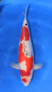 Sanke - Ueno - Nisai