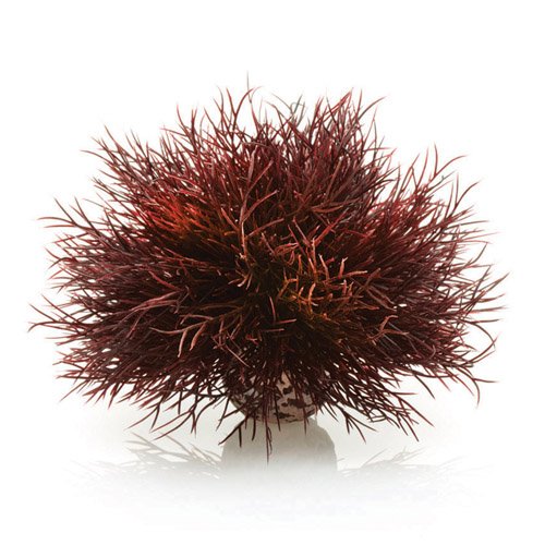 biOrb Plants & Decor Aquatic sea lily crimson (46077)