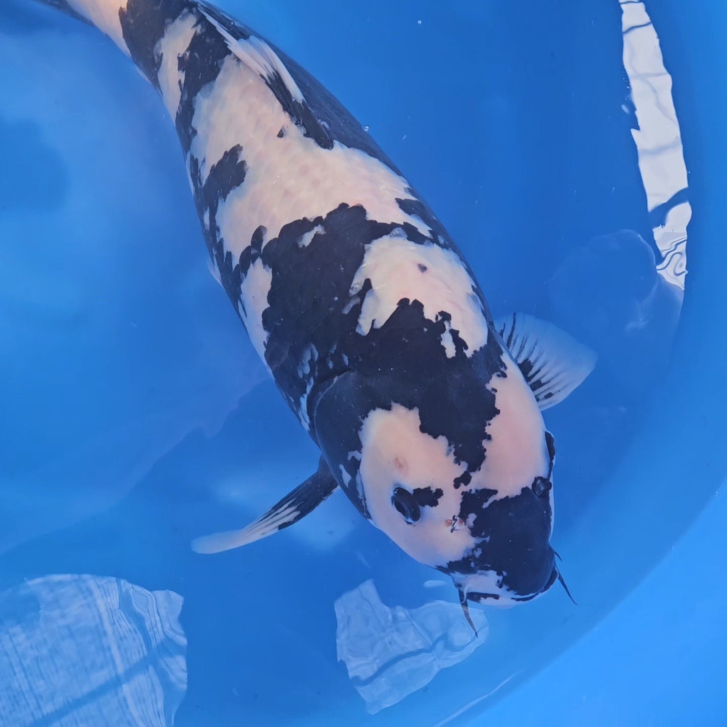 Shiro Utsuri - Omosako - Sansai & Yonsai