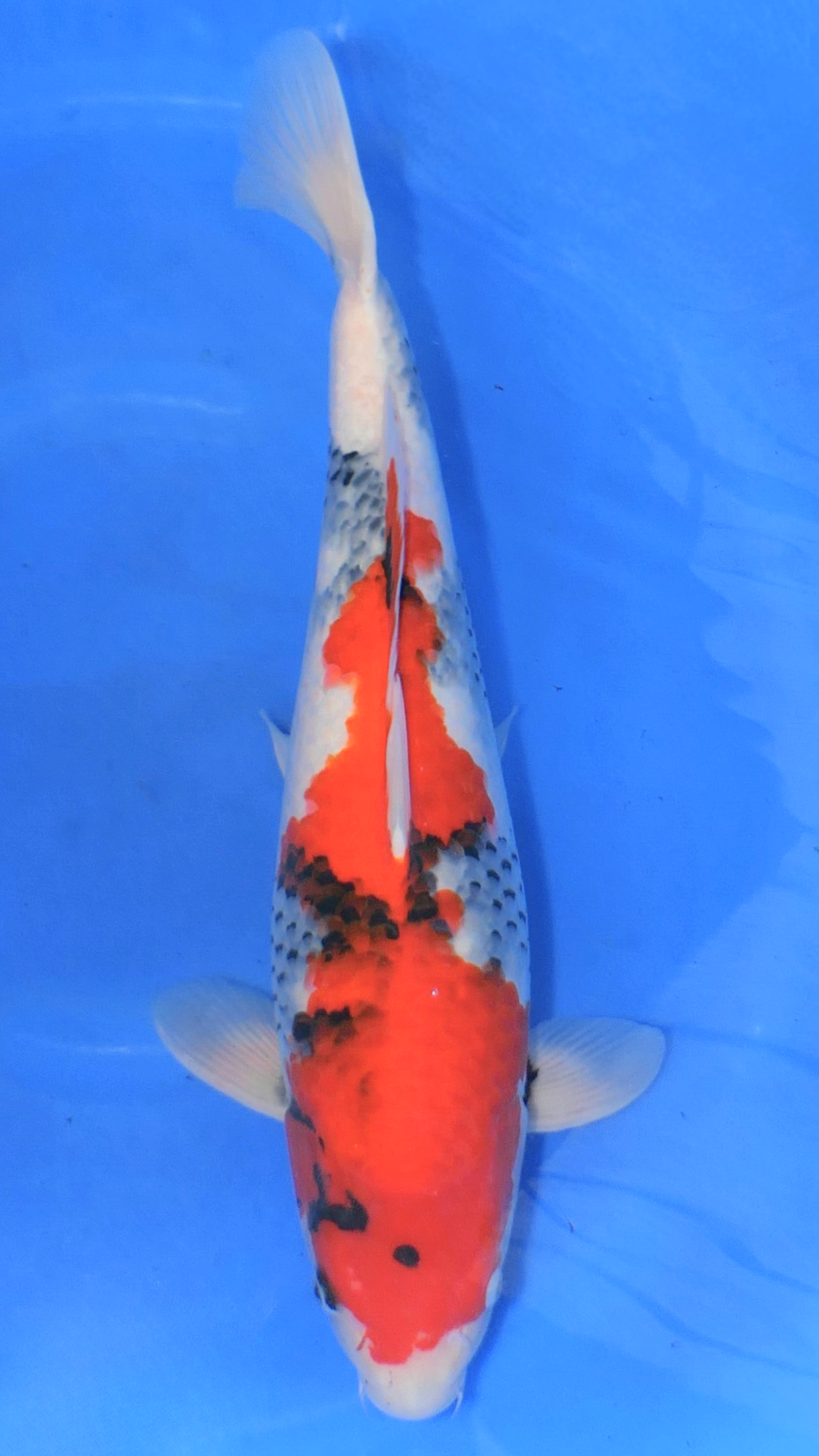 Showa - Ueno - Nisai