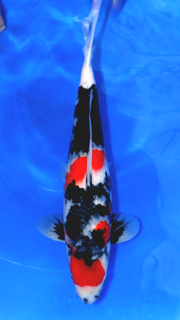 Showa - Ueno - Nisai