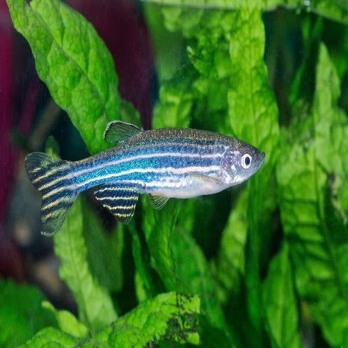 Zebra Danios - S