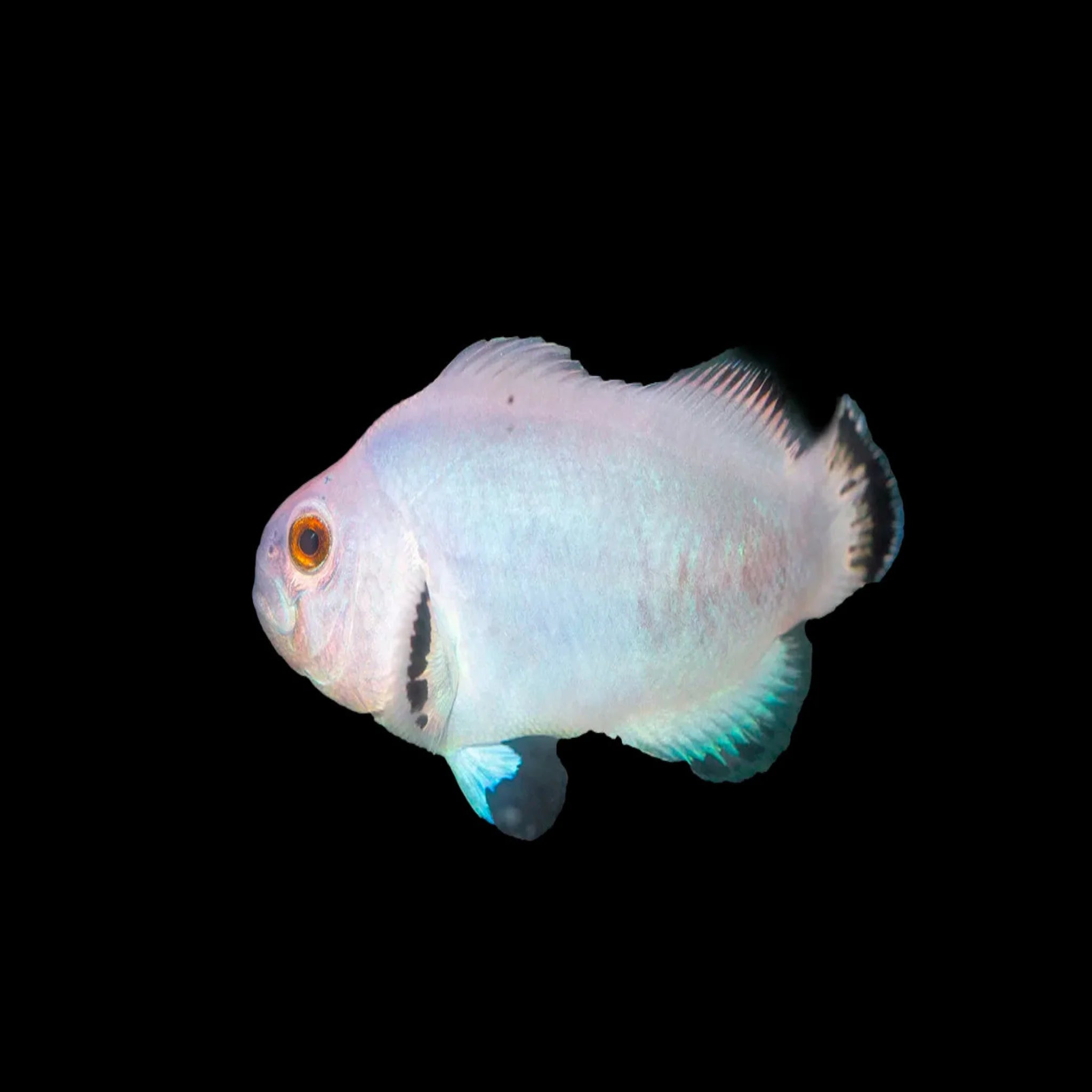 Snow Storm Clownfish- Pair