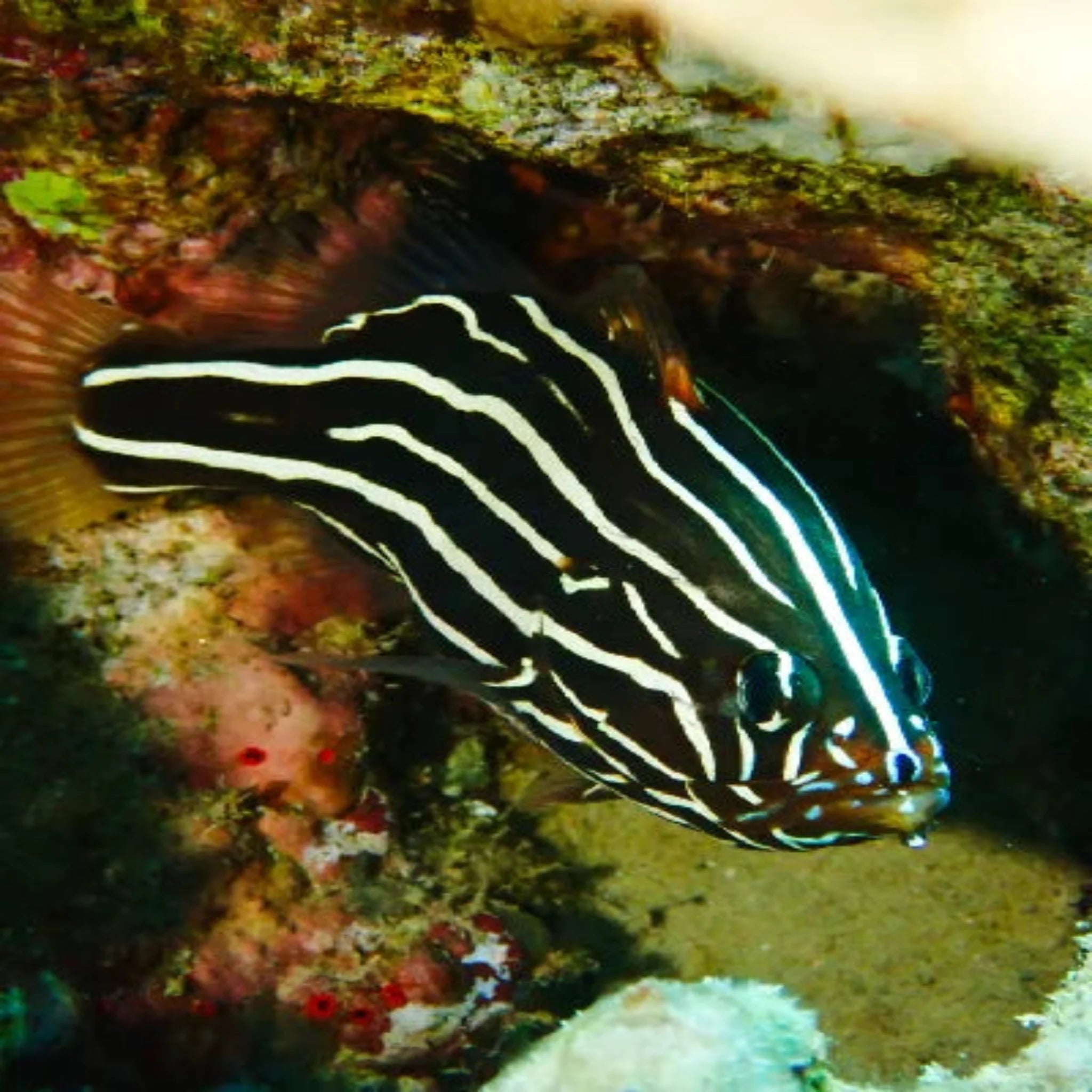 Sexlineatus Grouper