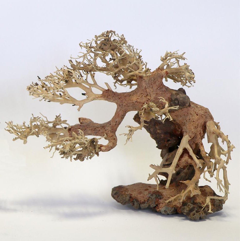 Bonsai Stork Wood Medium - 25 x 20 x 10cm