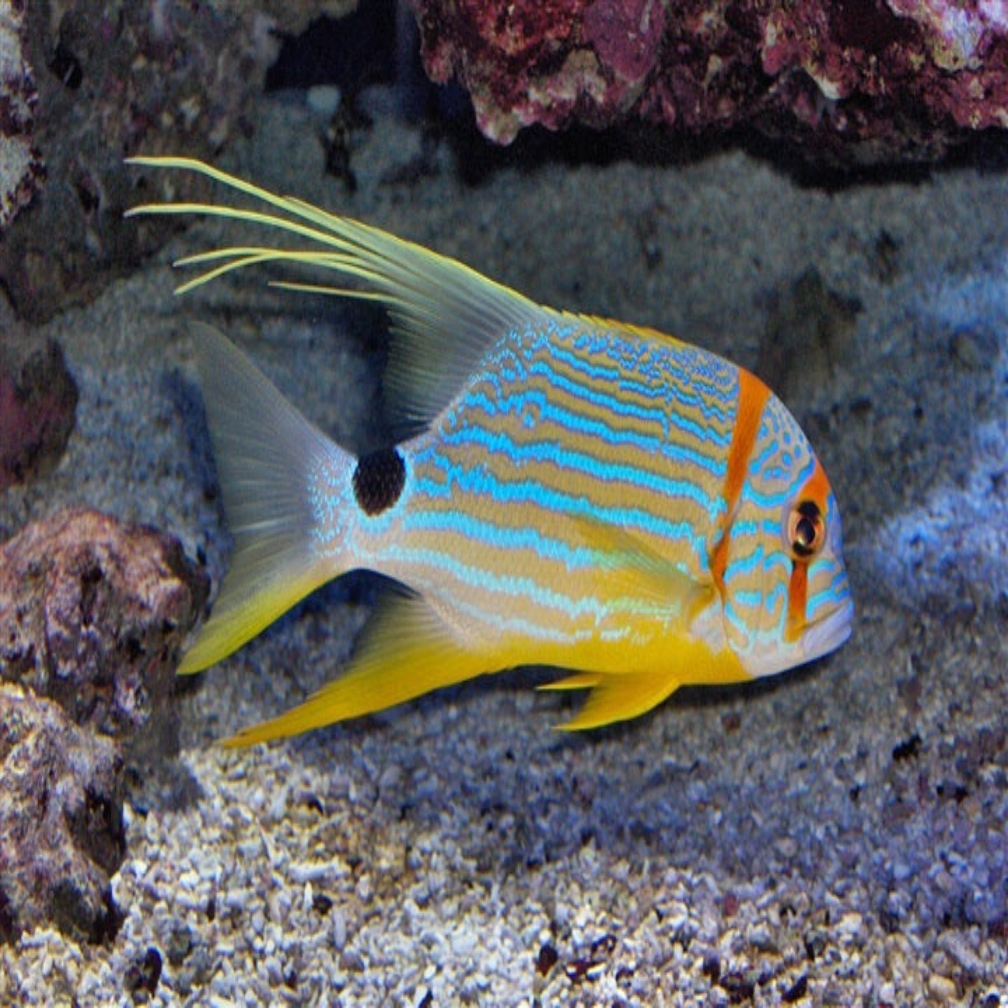 Snapper - Longfin - Aqua Group