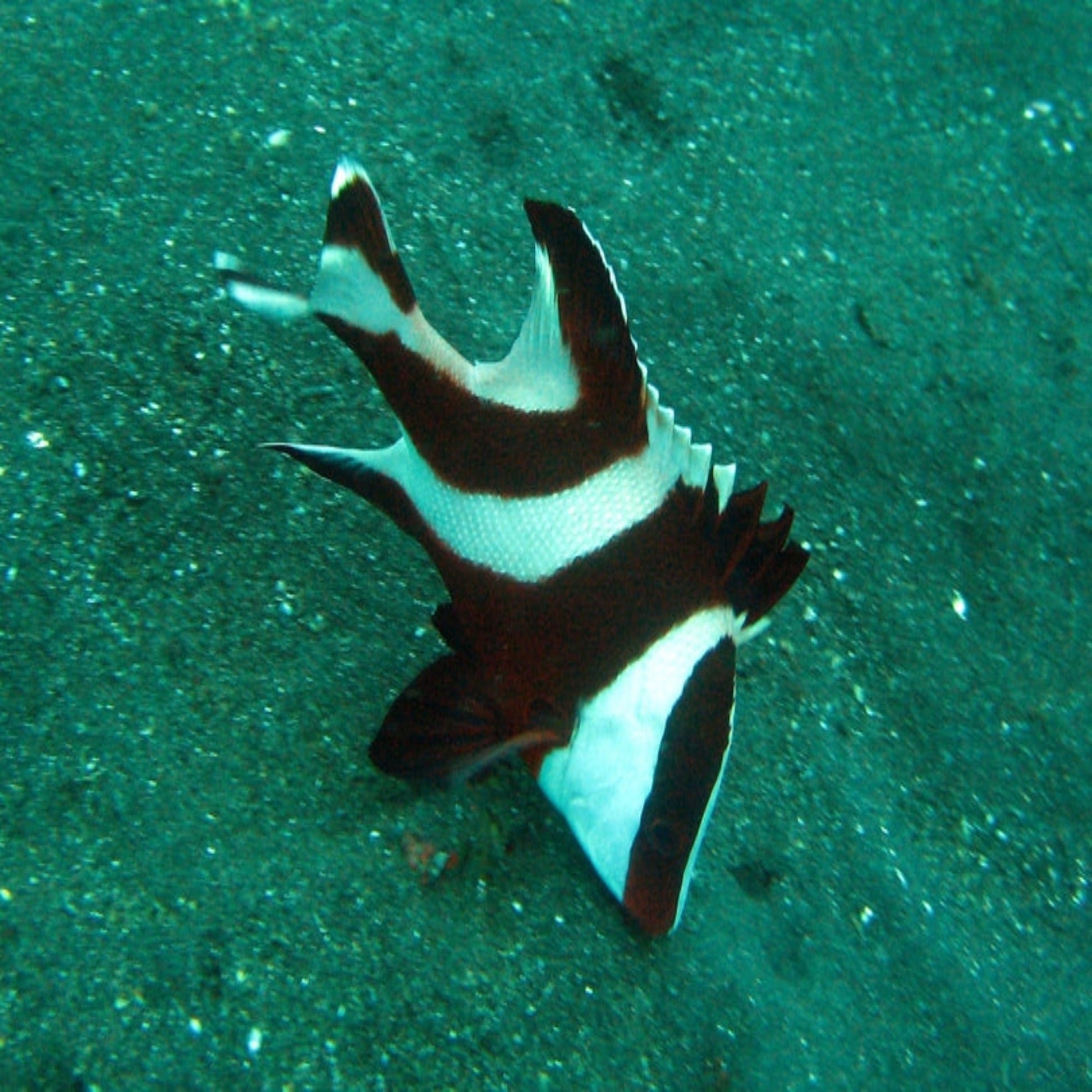 Snapper - Emperor - Aqua Group