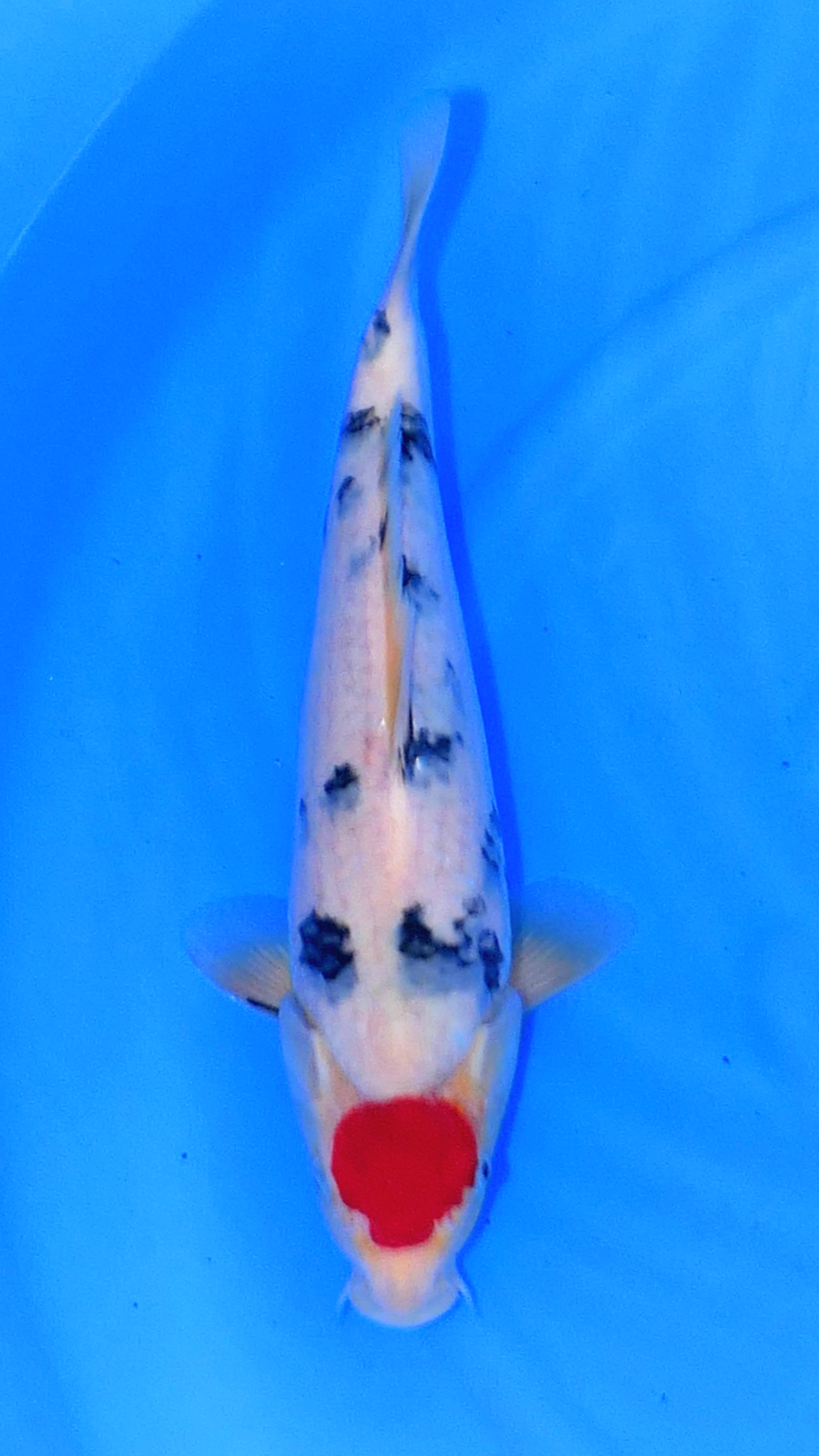 Tancho Sanke - Okawa - Tosai