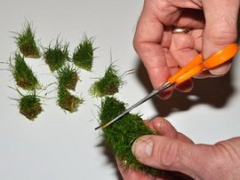Tropica 1-2 Grow Rotala Macrandra Live Aquarium Plants