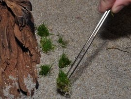 Tropica 1-2 Grow Rotala Macrandra Live Aquarium Plants