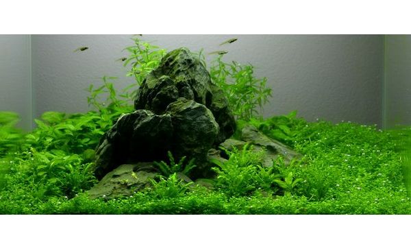 Tropica 1-2 Grow Staurogyne Repens Live Aquatic Plants