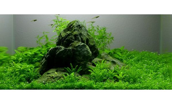Tropica 1-2 Grow Rotala Macrandra Live Aquarium Plants