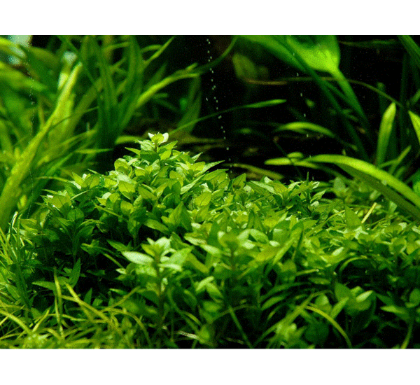 Tropica 1-2 Grow Staurogyne Repens Live Aquatic Plants