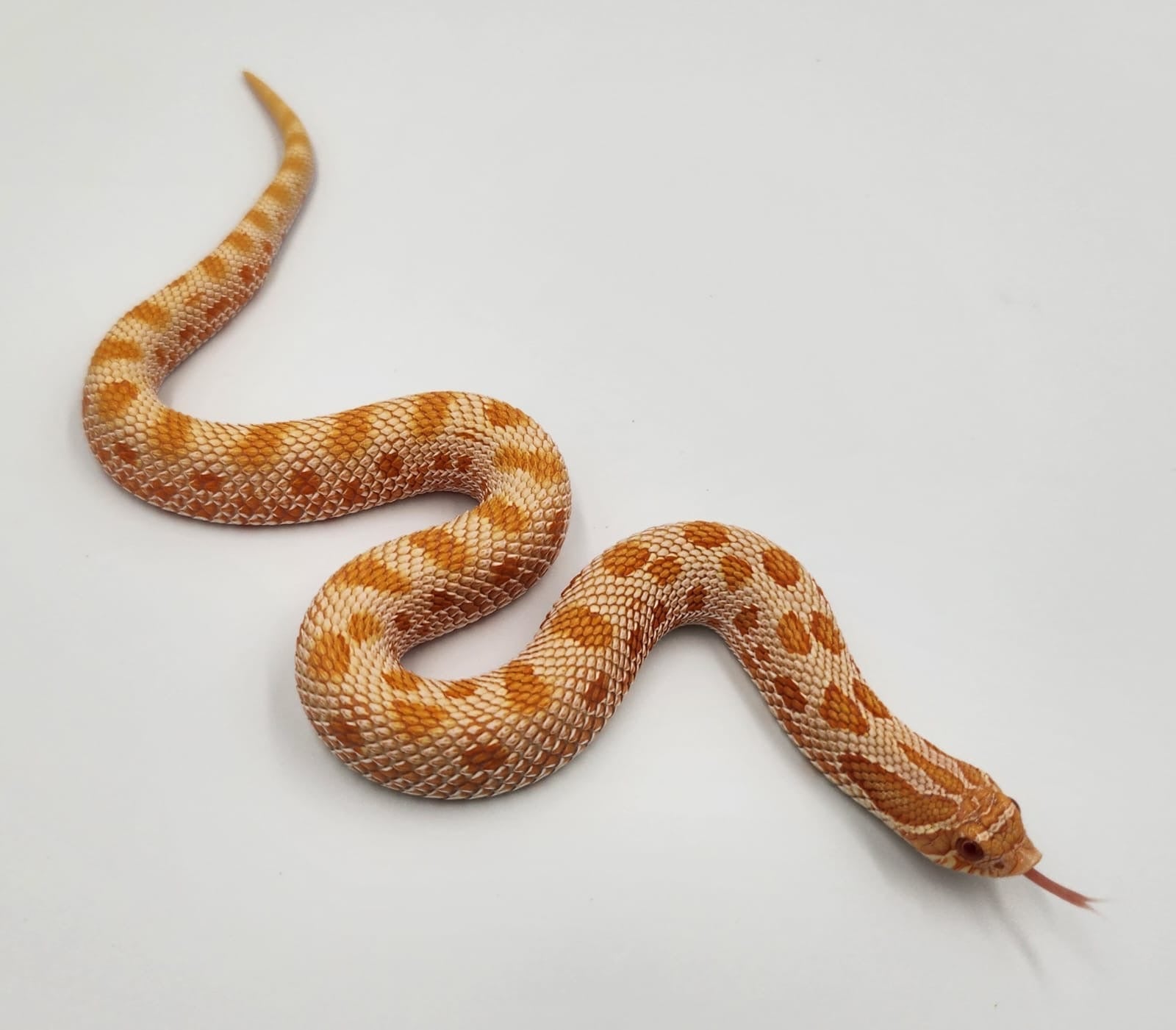 Albino Anaconda het Icestorm Western Hognose