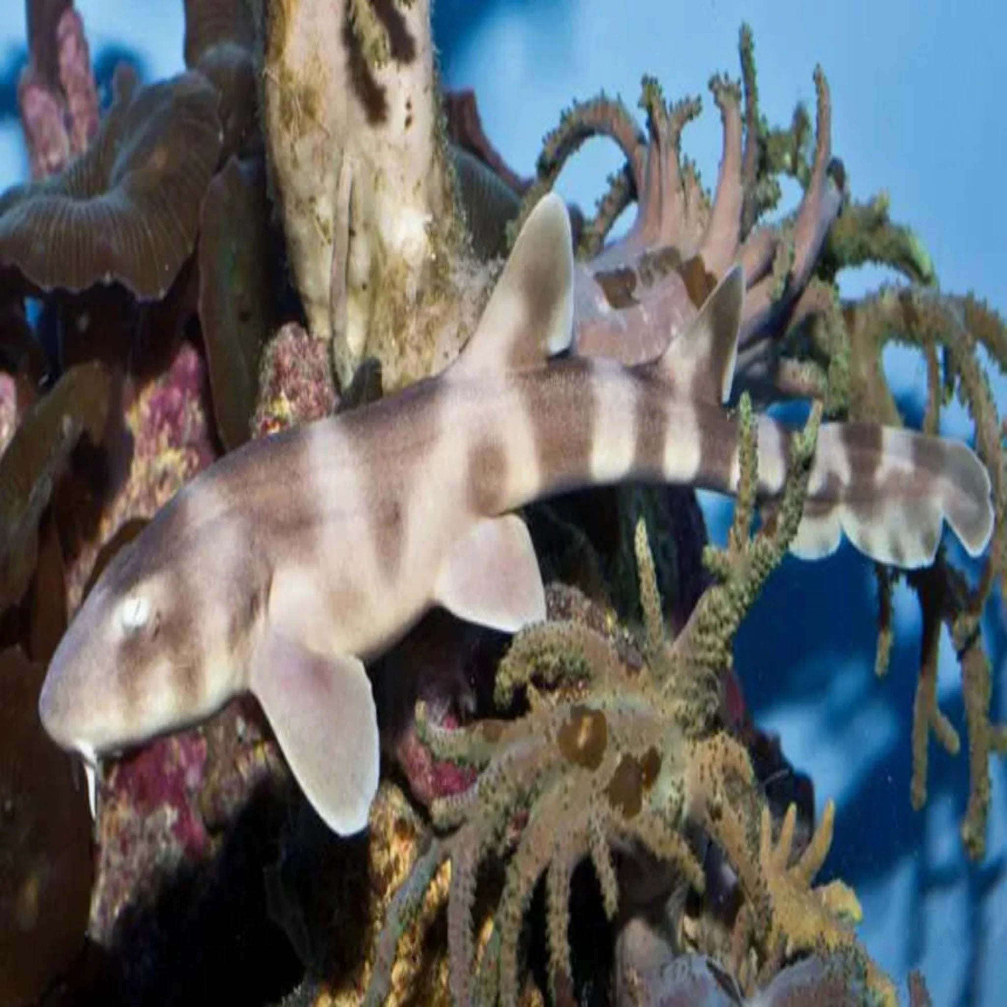 Brown Banded Cat Shark