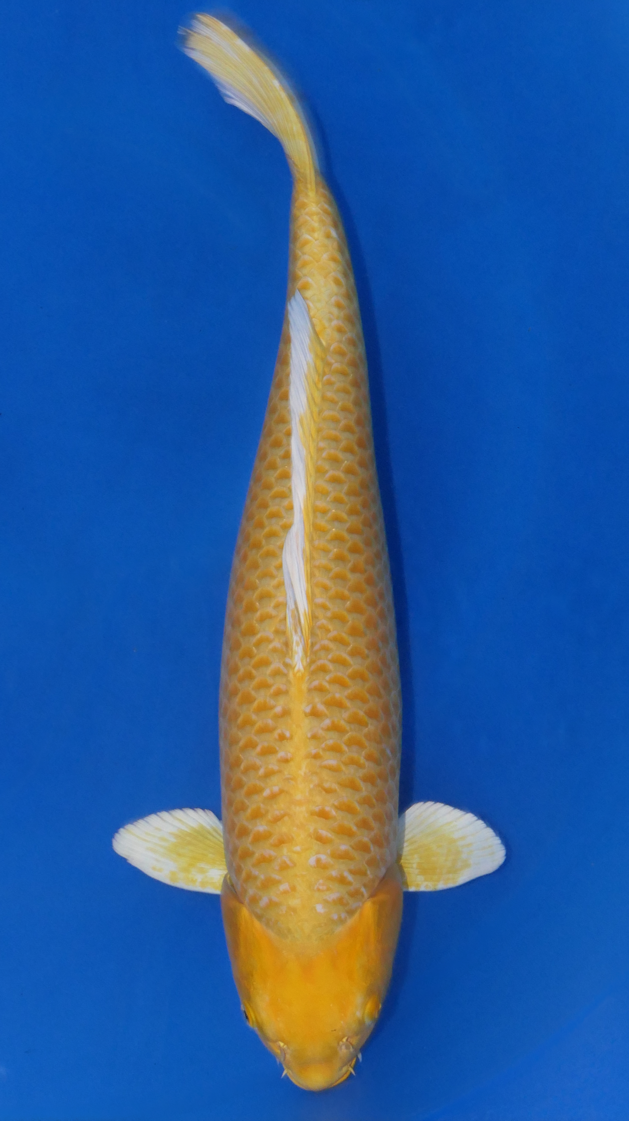 Yamabuki - Ogata - Nisai